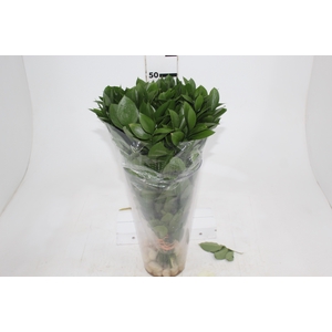 FOLHAGEM RUSCUS 040 CM