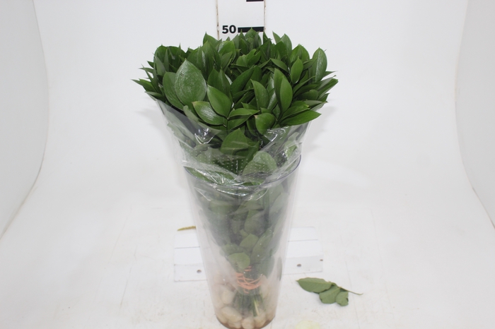 <h4>FOLHAGEM RUSCUS 040 CM</h4>