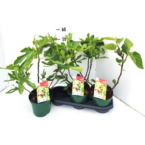 FICUS CAR L MS FIGGY