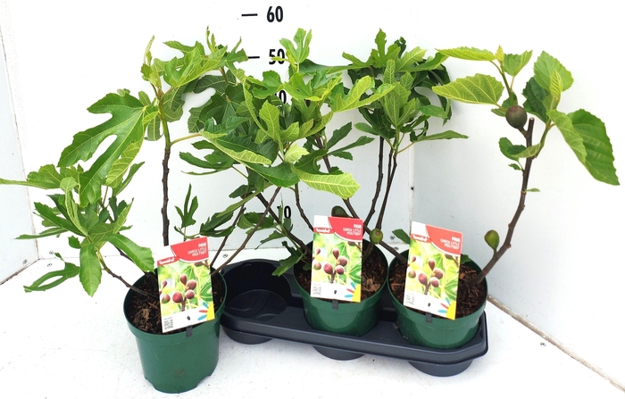 <h4>FICUS CAR L MS FIGGY</h4>