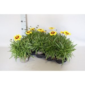 Overig 12 cm Coreopsis Sunkiss