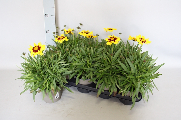 <h4>Overig 12 cm Coreopsis Sunkiss</h4>