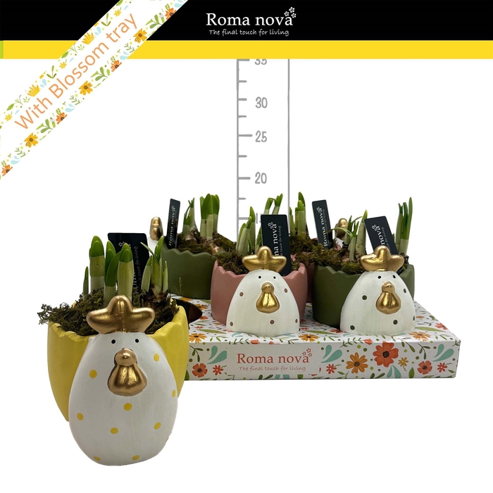 <h4>Arr. Narcissus</h4>