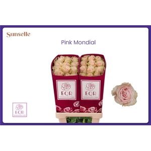 R GR PINK MONDIAL