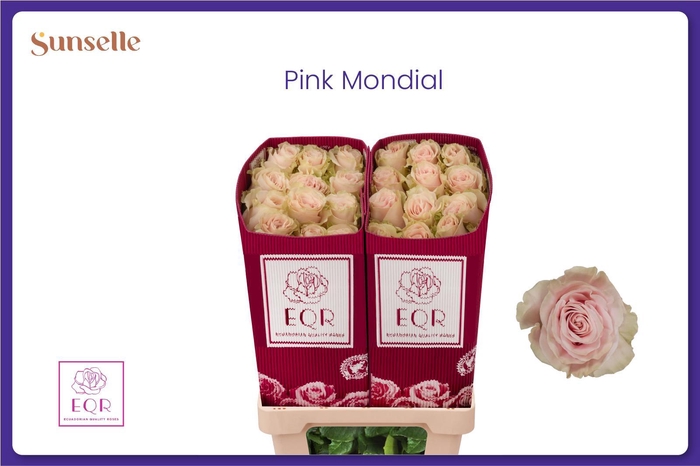 <h4>R GR PINK MONDIAL</h4>