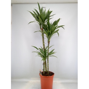Dracaena fr de 'Warneckei'