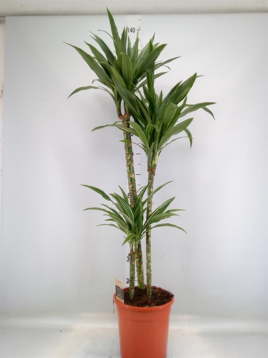 <h4>Dracaena fr de 'Warneckei'</h4>