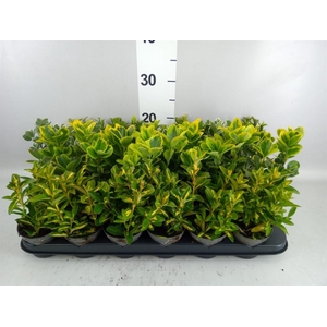 Euonymus japon.   ...mix