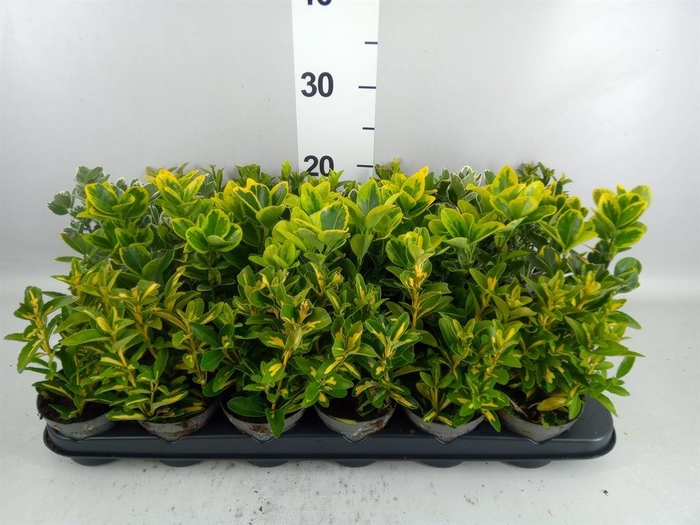 <h4>Euonymus japon.   ...mix</h4>