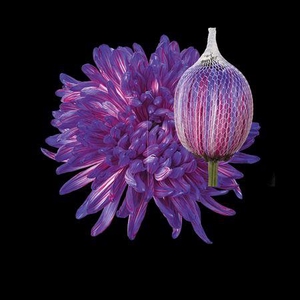 Chr G Antonov Expression