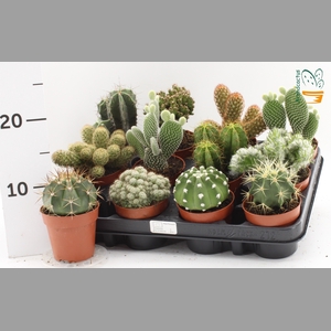 CACTUS GEM