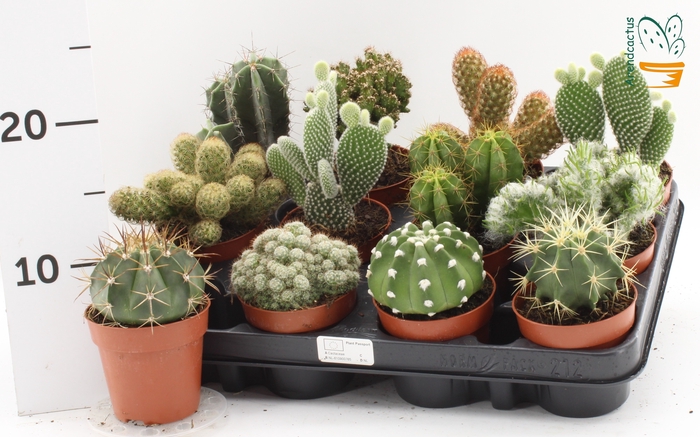 <h4>CACTUS GEM</h4>