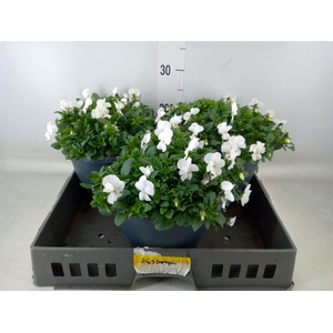 Viola corn. 'Evo Mini White'