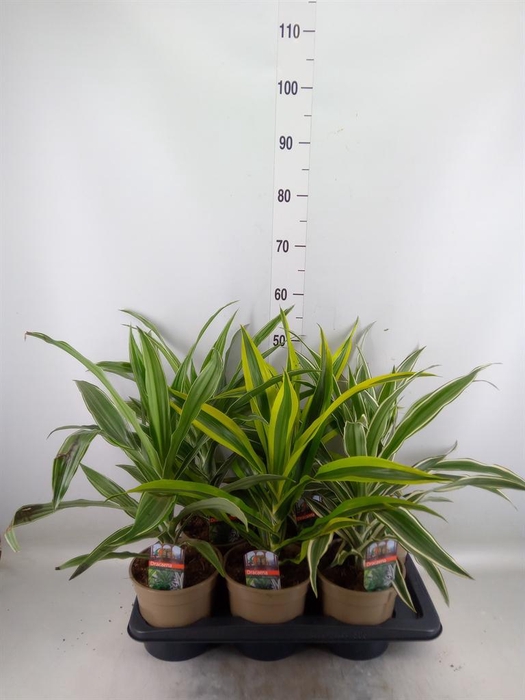 <h4>Dracaena   ...mix</h4>