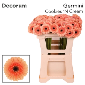 Germini Cookies n Cream Water x60
