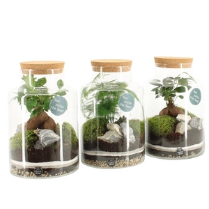 Arrangementen kamerplanten H%