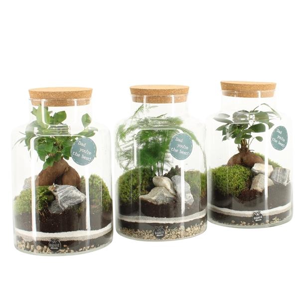 <h4>Arrangementen kamerplanten H%</h4>