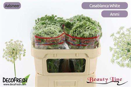 <h4>Ammi Vis Casablanca Xtra</h4>