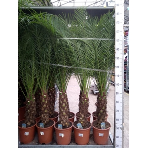 Phoenix roebelenii