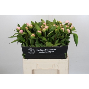 Paeonia (Herb. Hybrid Grp) 'Pink Vanguard'