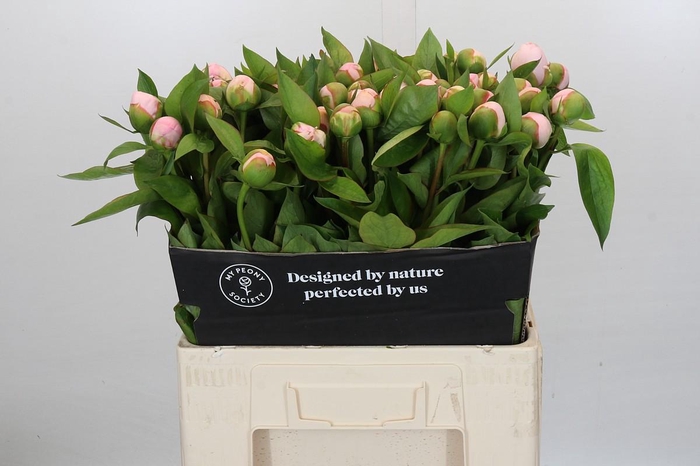 <h4>Paeonia (Herb. Hybrid Grp) 'Pink Vanguard'</h4>