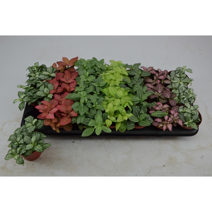 <h4>Fittonia mix 8,5Ø 12cm</h4>
