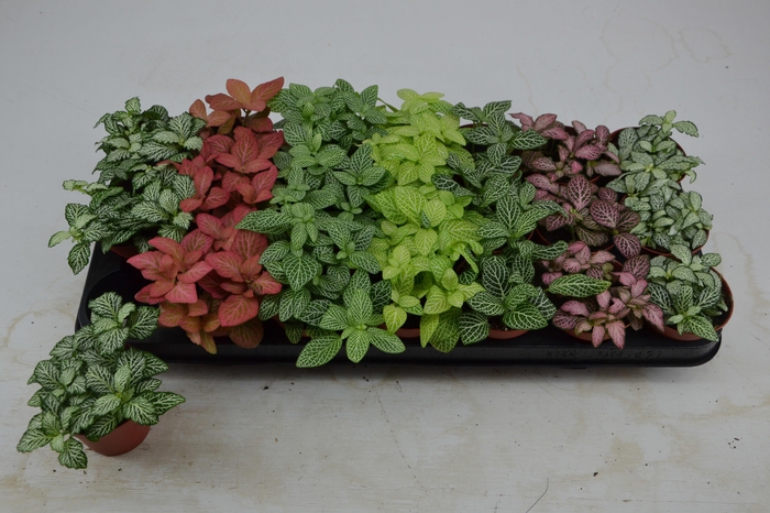 Fittonia mix 8,5Ø 12cm