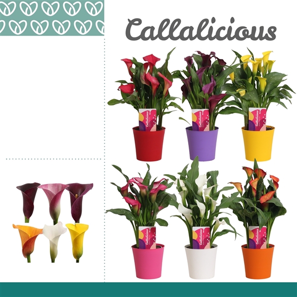<h4>Zantedeschia Mix in Plastic Ompot Linge</h4>