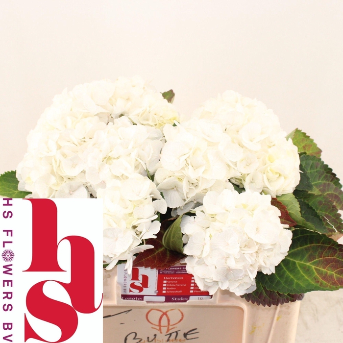 <h4>HYDR M ROYAL PRINCES</h4>