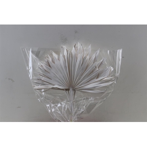 Dried Palm Sun 6pc/bunch Silver Pst