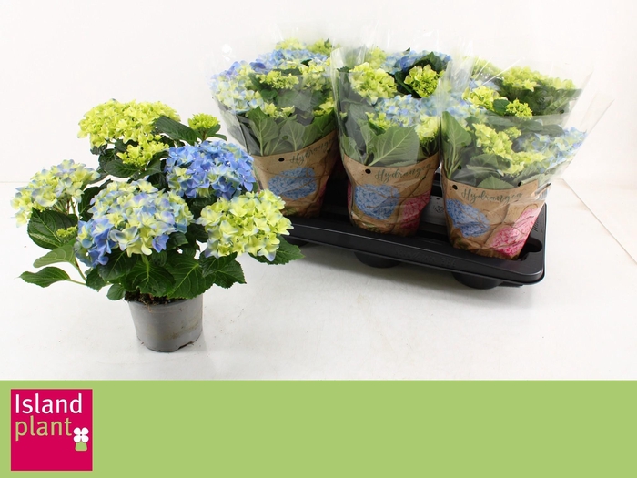 <h4>HYDR M EARLY BLUE</h4>