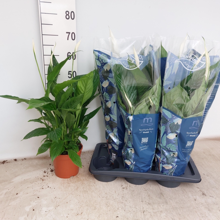 <h4>SPATH VIVALDI</h4>