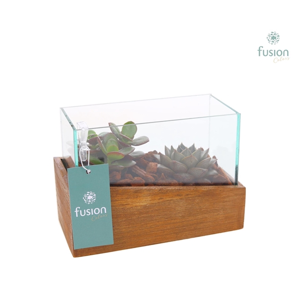 <h4>Aquarium XSmall met Succulenten</h4>
