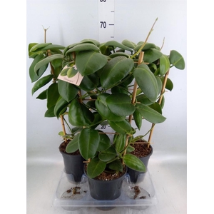 Hoya calycina 'Stargazer'