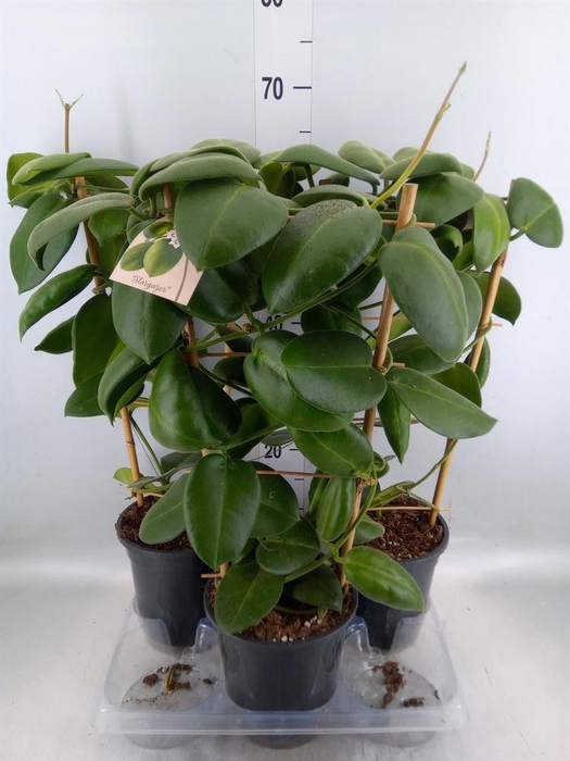 <h4>Hoya calycina 'Stargazer'</h4>