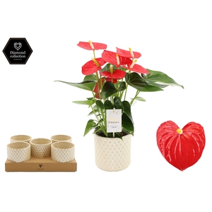 Anthurium 12 cm Esudo in Diamond Pearl Travertine ceramics