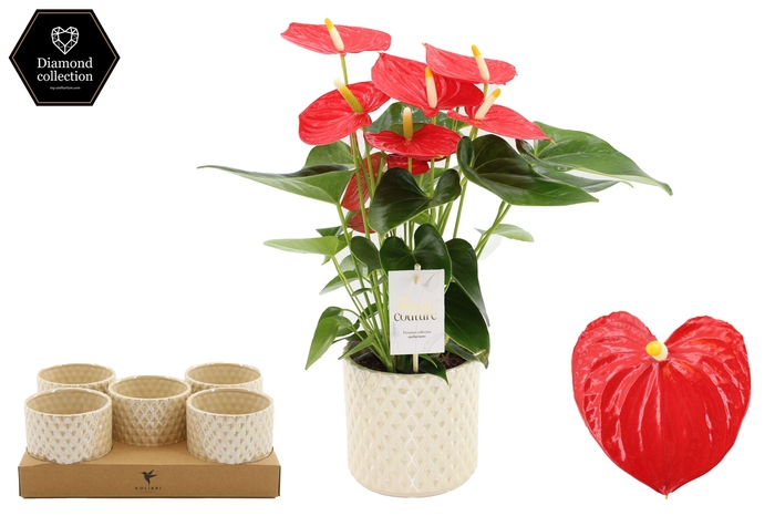 <h4>Anthurium 12 cm Esudo in Diamond Pearl Travertine ceramics</h4>