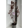 Prunus cerasifera Nigra