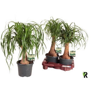 BEAUCARNEA RECUR