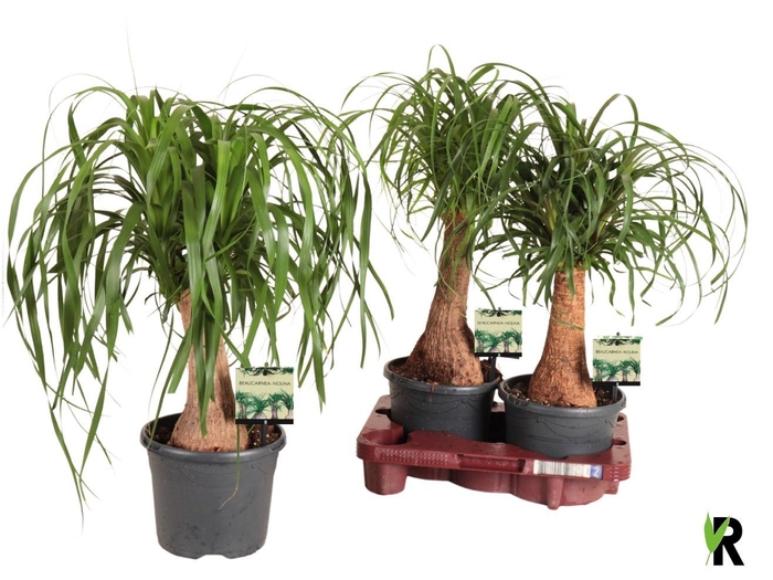 <h4>BEAUCARNEA RECUR</h4>