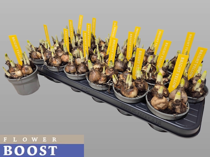 <h4>NARC O TETE A TETE</h4>