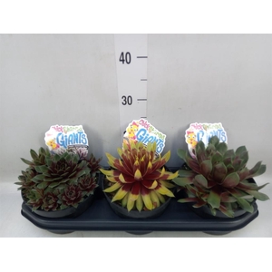 Sempervivum arachn. 'Colorockz Red'