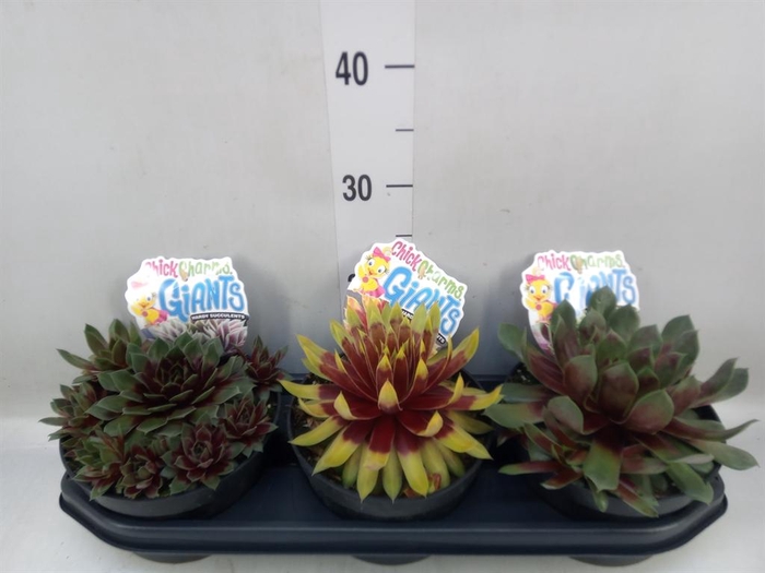 Sempervivum arachn. 'Colorockz Red'