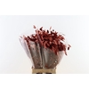 Dried Chasmantium Metallic Red Stem