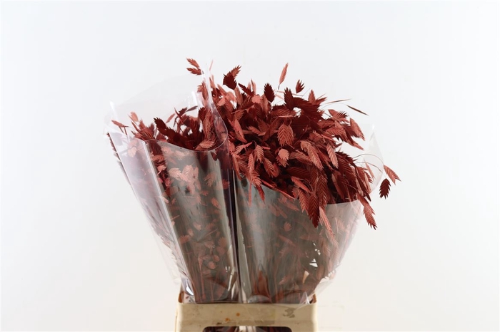 Dried Chasmantium Metallic Red Stem