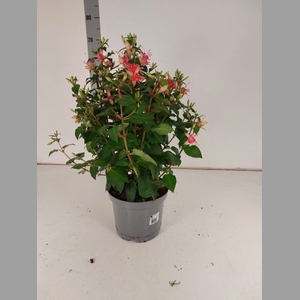 FUCHSIA W JUBELTEEN