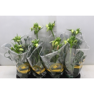 ALBUCA SPIRALIS P14 COM FLOR