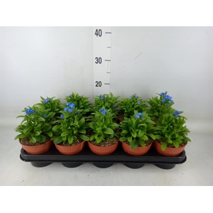 Myosotis sylv. 'Laura deep Blue'