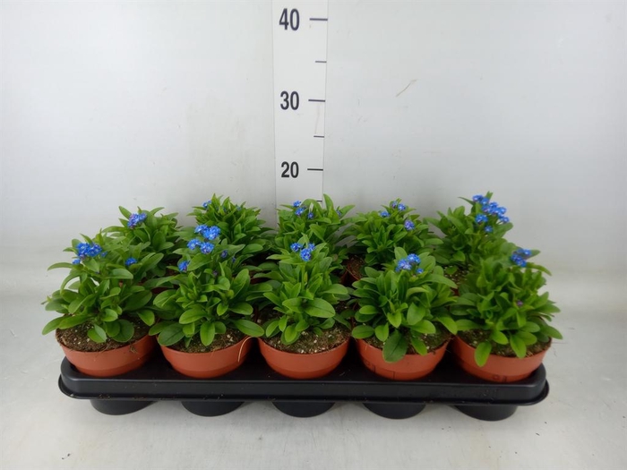 <h4>Myosotis sylv. 'Laura deep Blue'</h4>