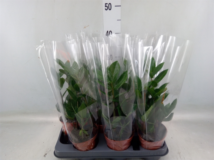 <h4>Zamioculcas zamiifolia</h4>